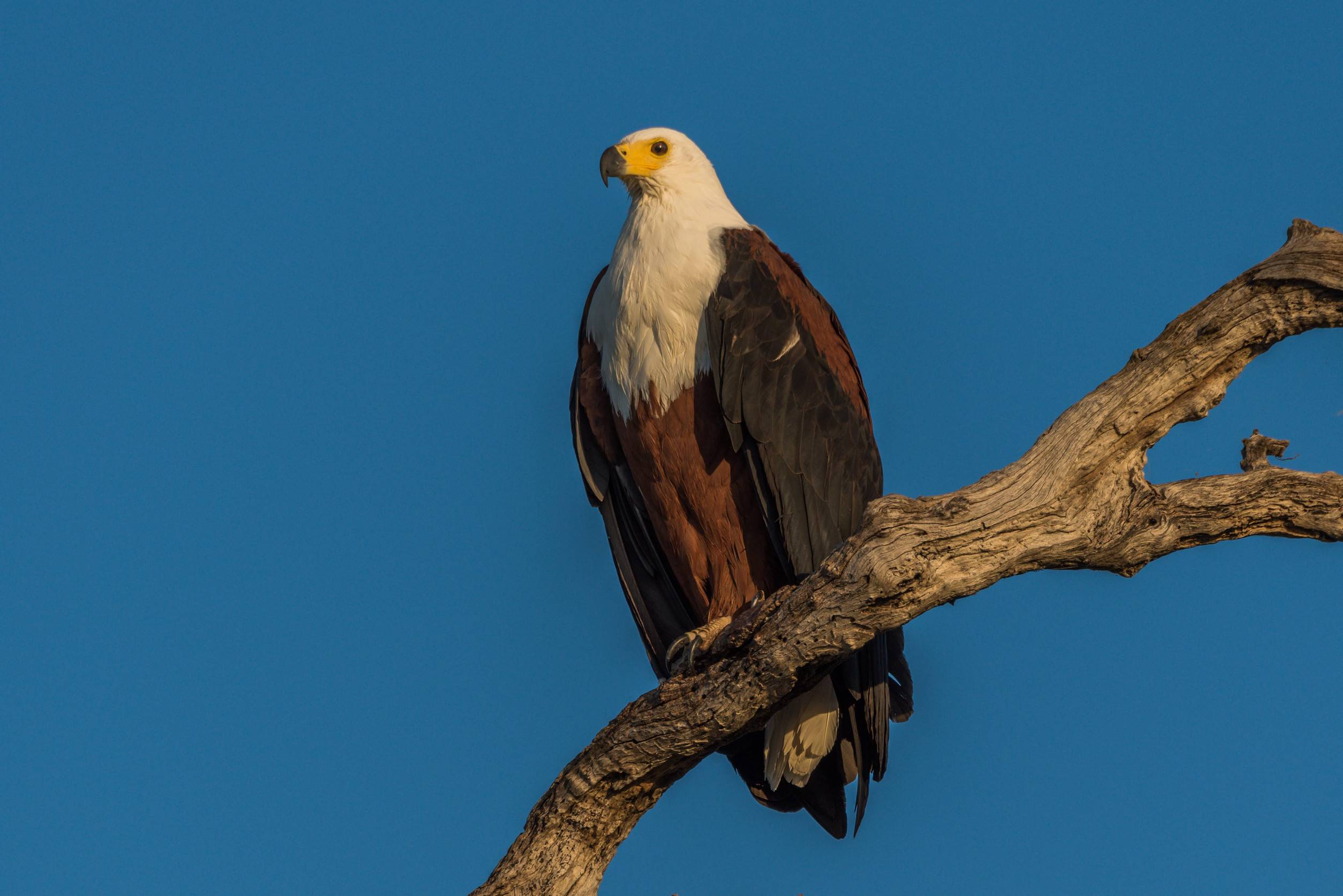 African Fish Eagle On A Branch