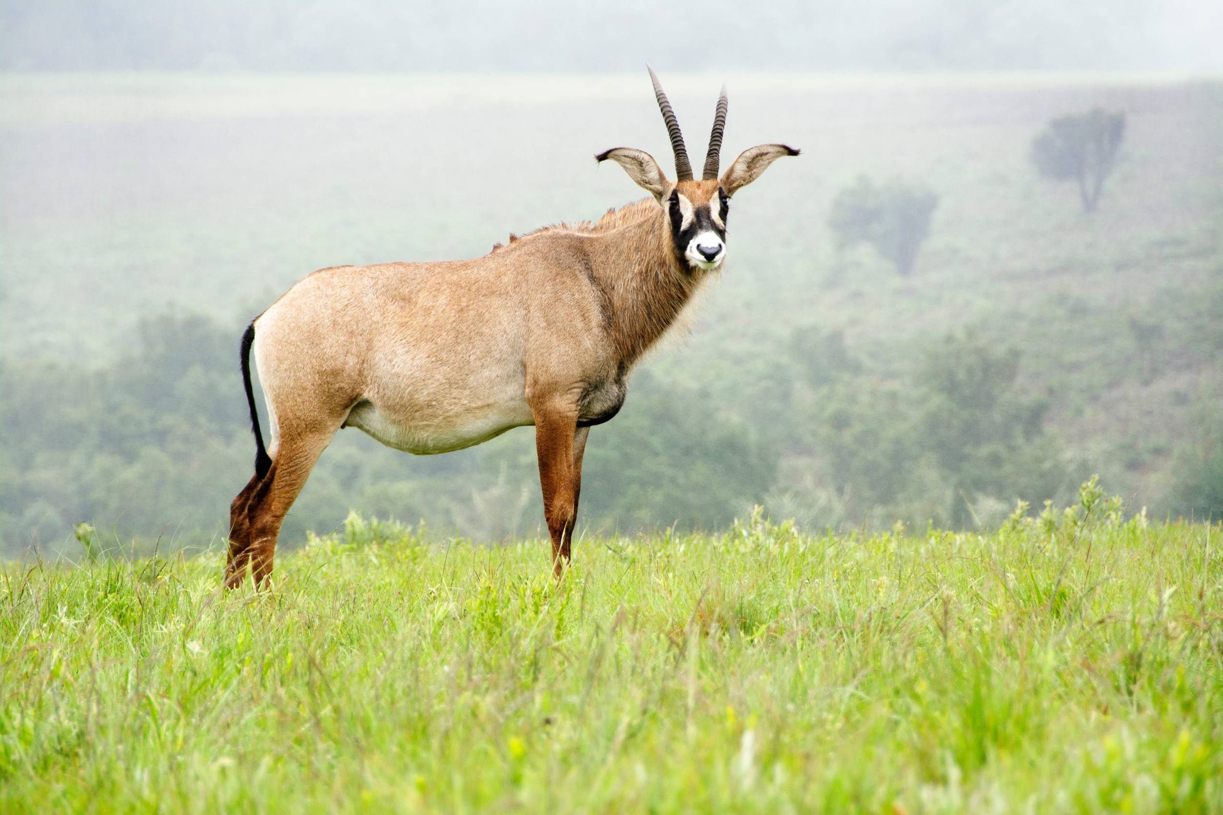 Antelope On The Hills Of Nyika Plateau Malawi