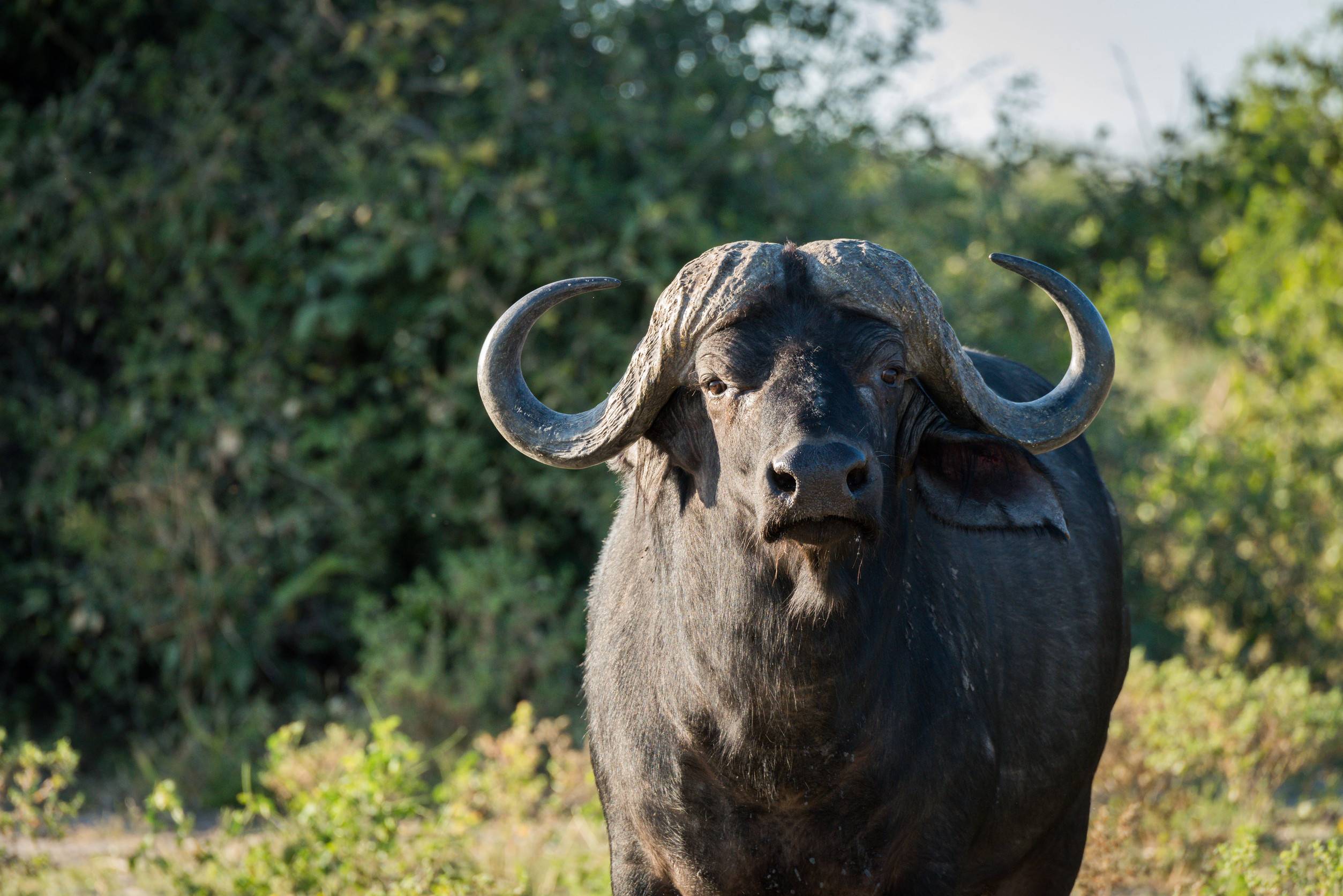Buffalo At Lengwe National Park