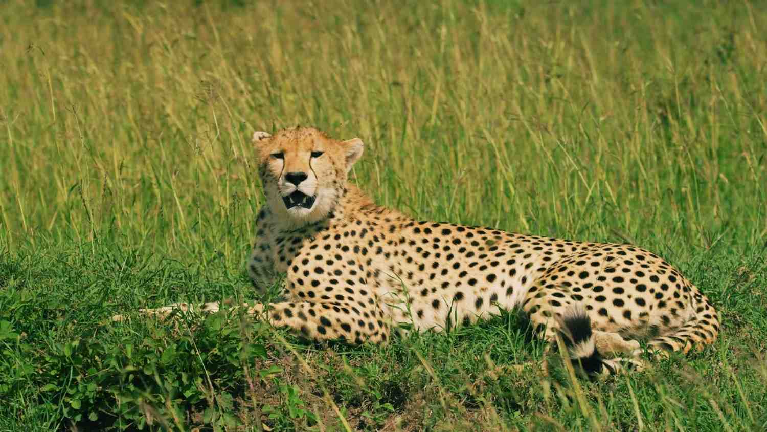 Cheetah Lying In Grass In Serengeti National Park