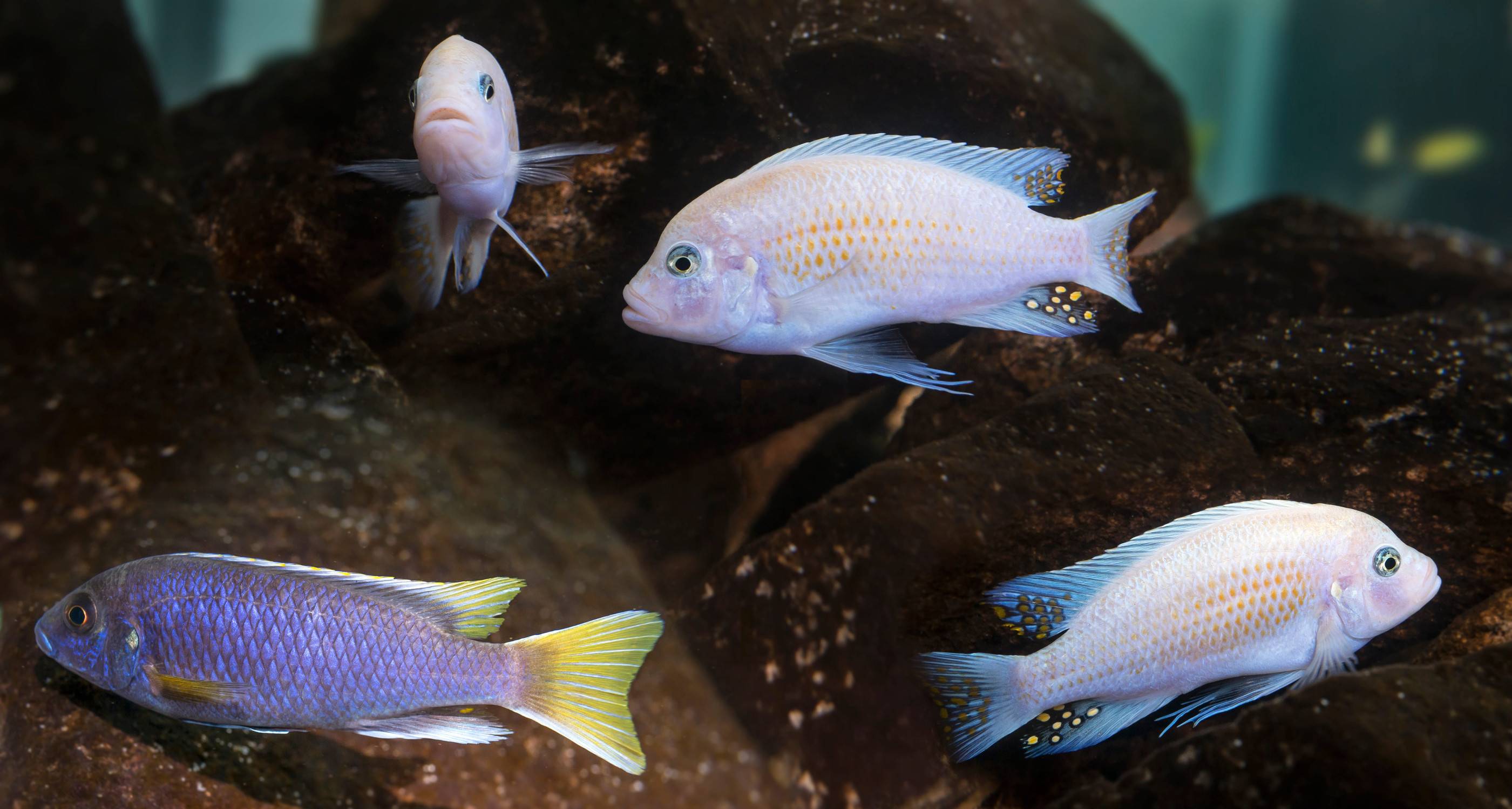 Cichlid Fish From Lake Malawi