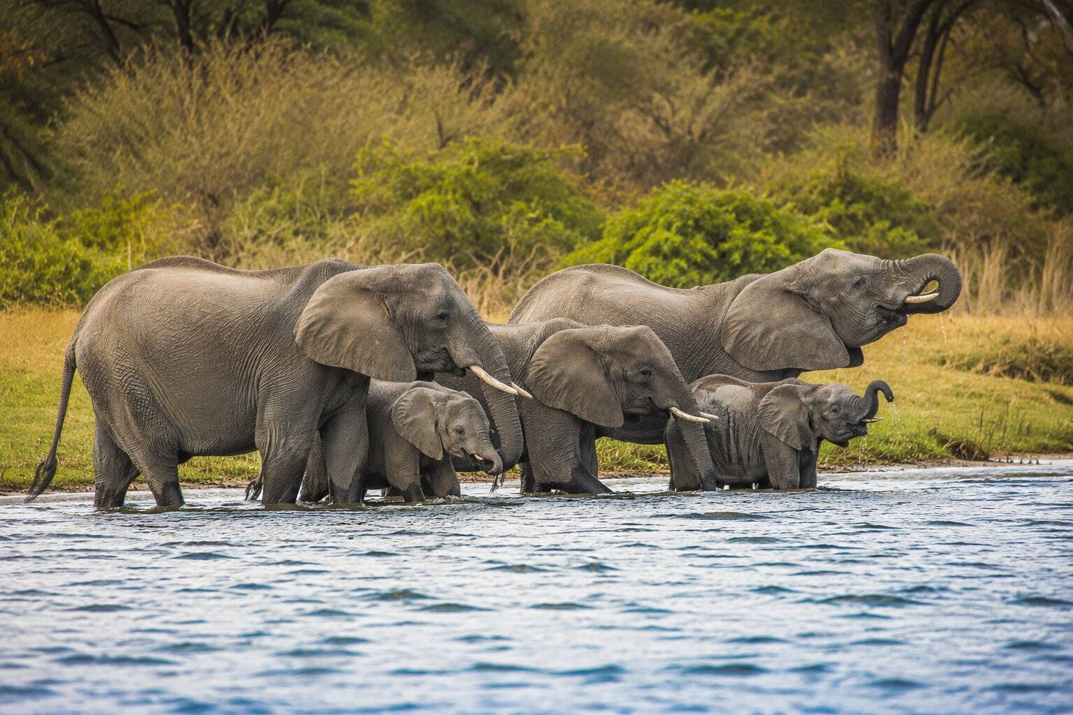 Group of Elephants at Liwonde National Park