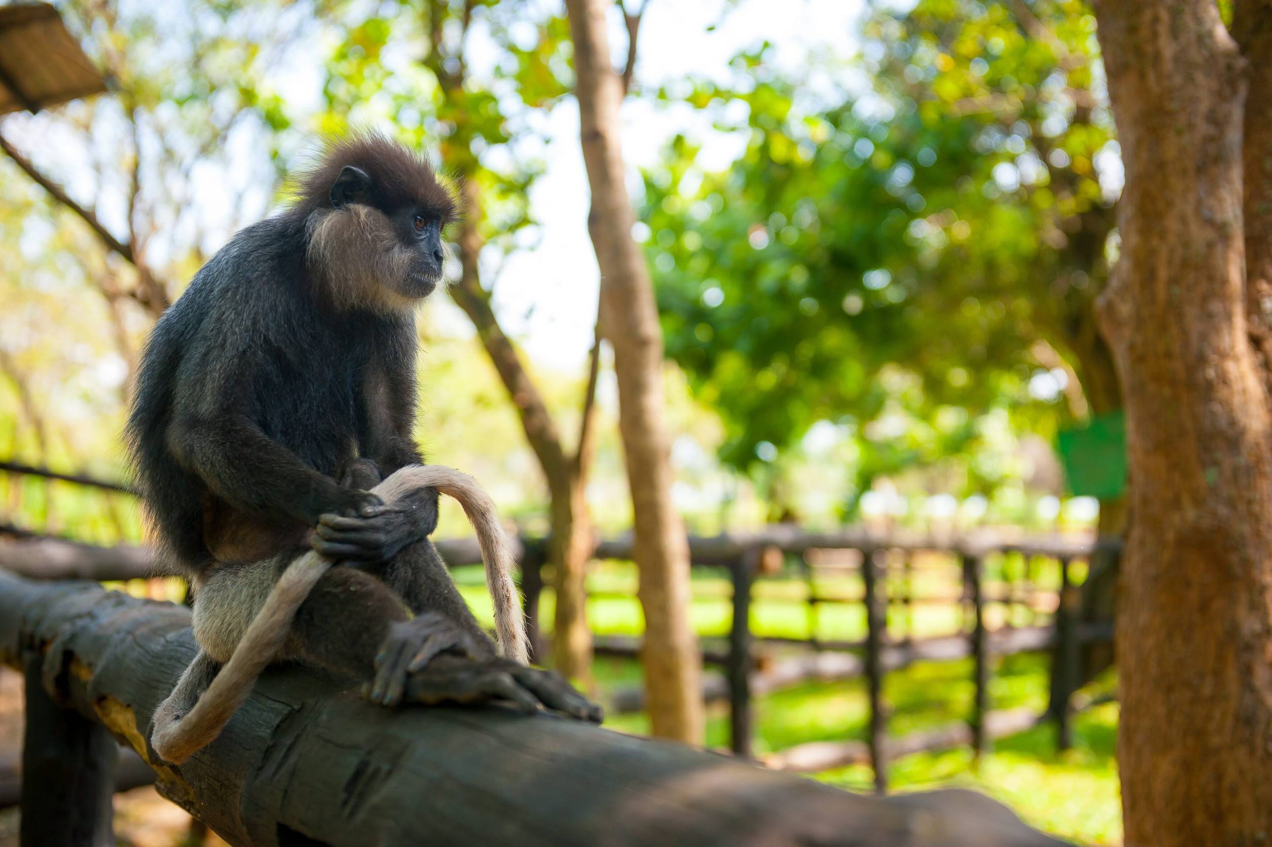 Monkey At Lilongwe Wildlife Centre Malawi