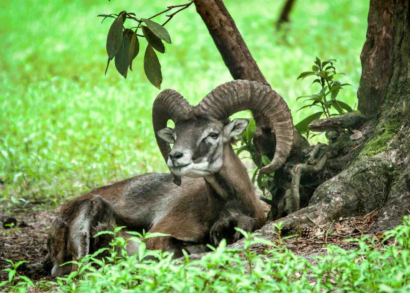 Mouflon Ovis Orientalis Single Mammal