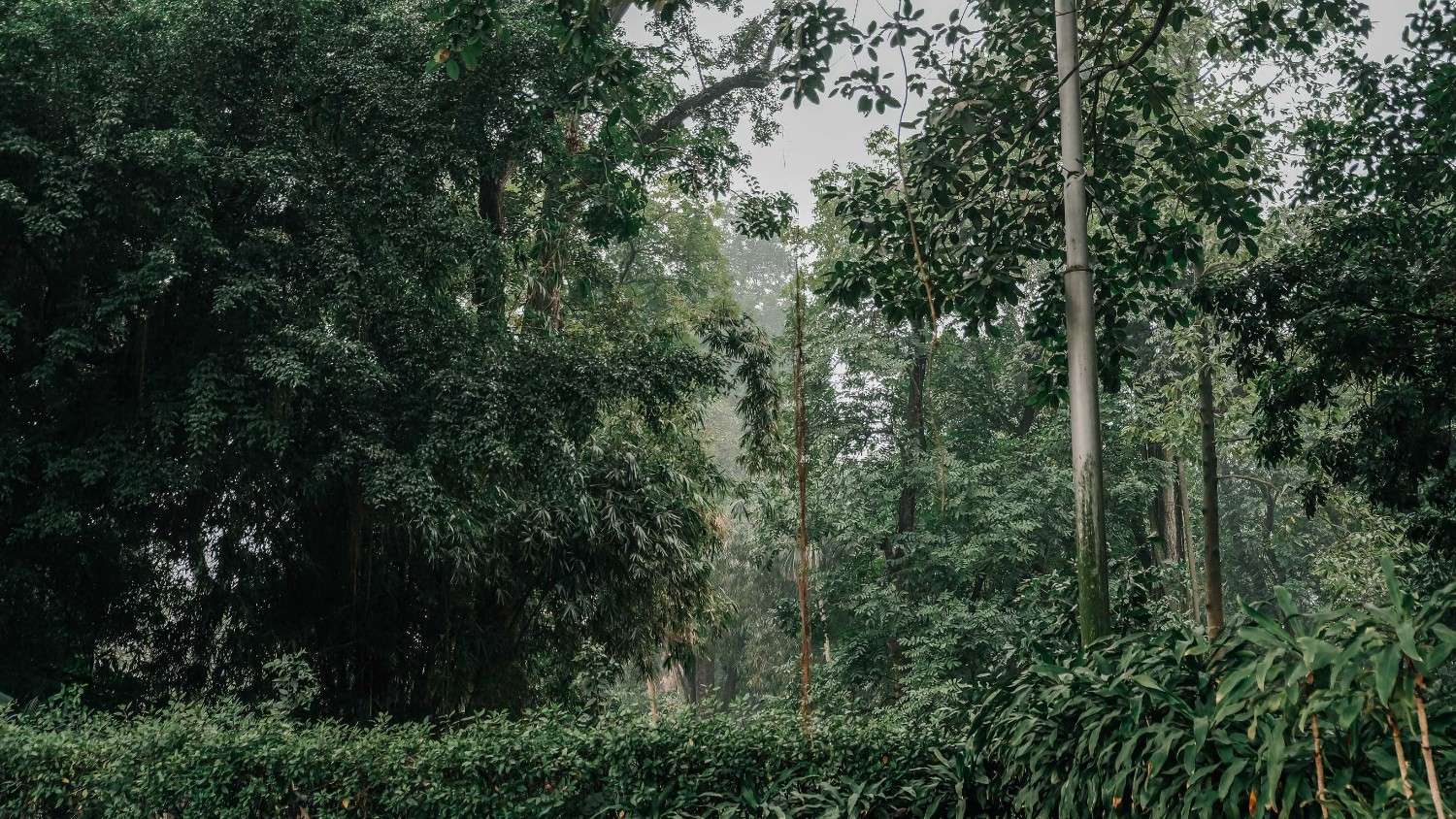 Ntchisi Forest Reserve Malawi