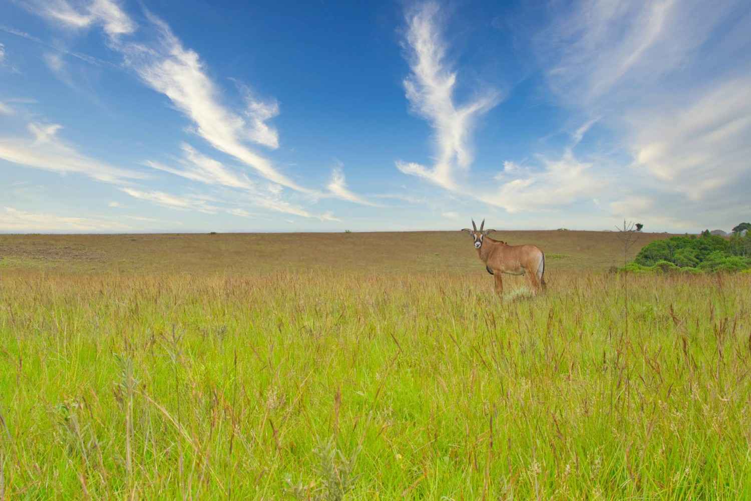 Roan Antelope In Nyika Plateau Malawi