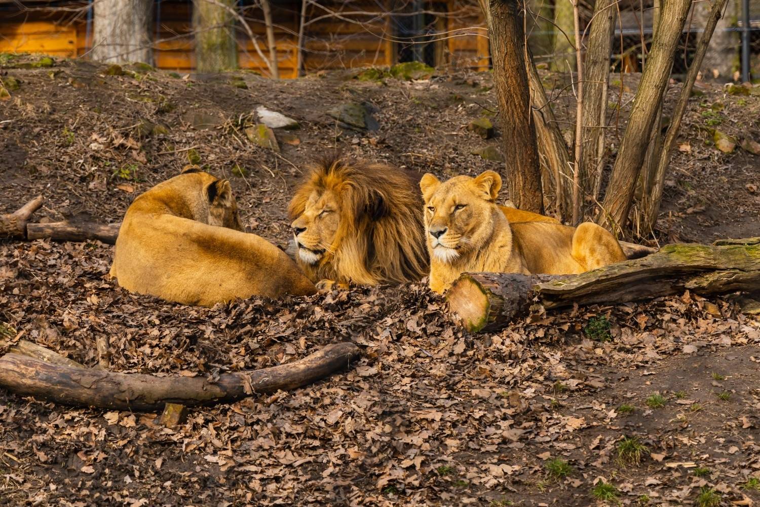 Three Lions at Majete Wildlife Reserve, Malawi