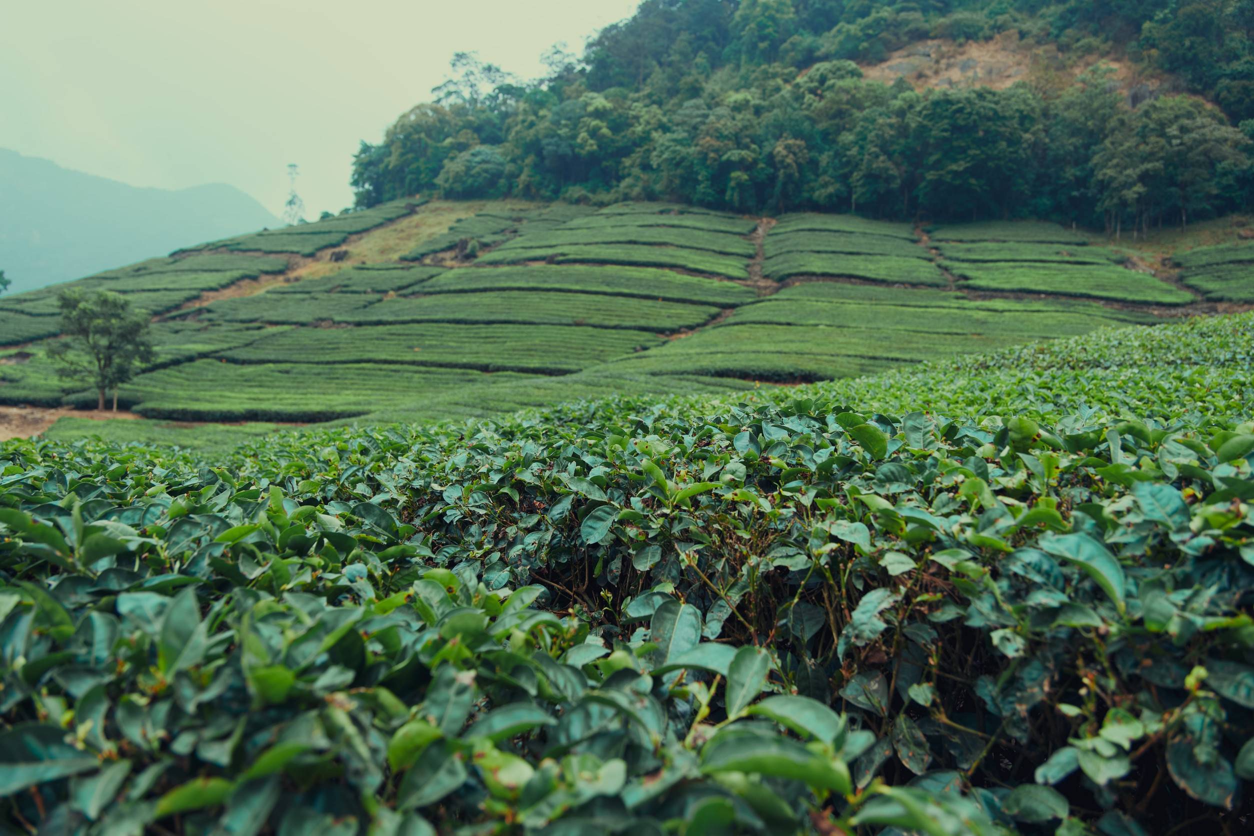 Thyolo, tea garden